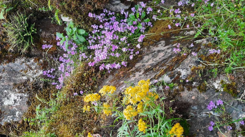 Fleurs de Bach et élixirs floraux